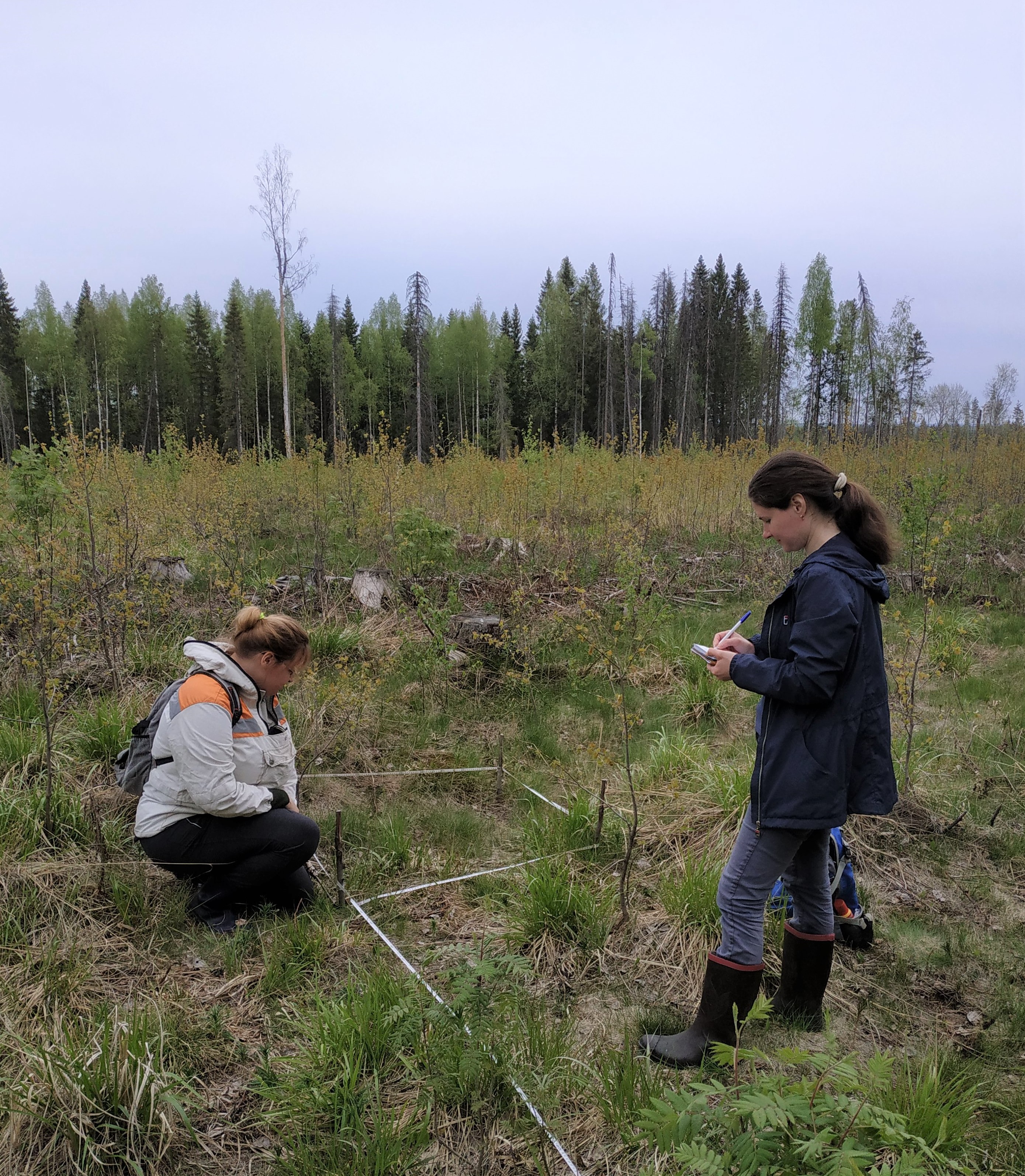 Researchers survey bilberry flowers in a vegetation plot 